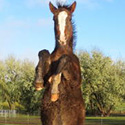 Carter’s Progeny, thumbnail