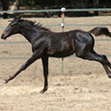 Carter’s Progeny, thumbnail
