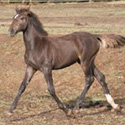 Carter’s Progeny, thumbnail