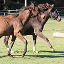 Carter’s Progeny, thumbnail