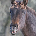 Carter’s Progeny, thumbnail