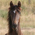 Carter’s Progeny, thumbnail