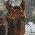 Carter’s Progeny, thumbnail
