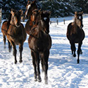 Carter’s Progeny, thumbnail