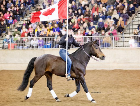 Kurt competes in the All Breed Challenge at the NW Horse Fair & Expo March 2013