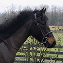 Tara, thumbnail