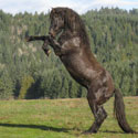 Prince, thumbnail