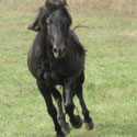 Prince, thumbnail